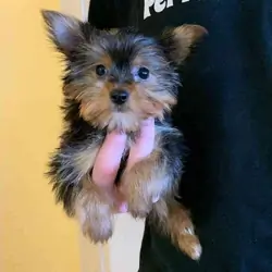 Beautiful Yorkshire Terrier Puppies