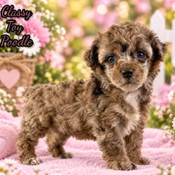 Classy Female ACA Toy Poodle