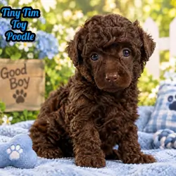Tiny Tim Male ACA Toy Poodle