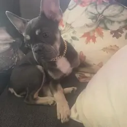 French bulldog