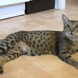 ocicat