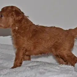red Miniature Poodle