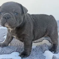 French Bulldog boy