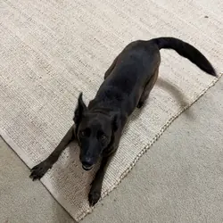Mixed breed Female Dog - 6 yo