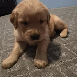 Golden Retriever puppy