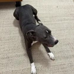 4 YO Female Pitbull
