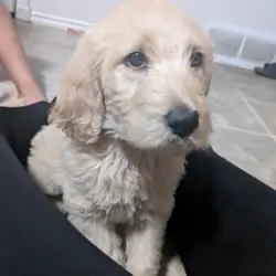 Labradoodles