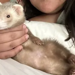 A ferret with cage and belongings