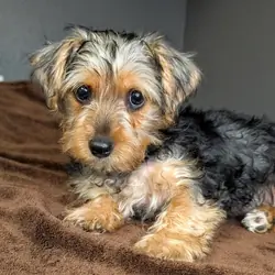 Yorkie mix (Snorkies)