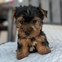 Morkie puppies