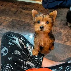Morkie puppies