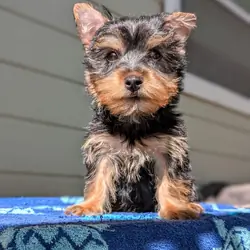 Morkie puppies