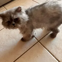 Male Persian Chinchilla 1 year old