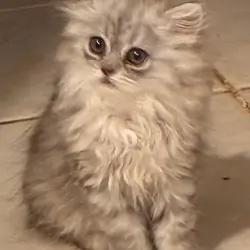 Persian Chinchilla