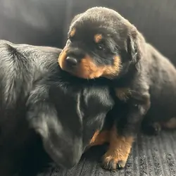 Special little Rottweiler puppies