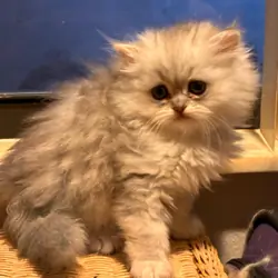 Adorable Persian Chinchilla