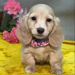 Lovely Dachshund puppies for adoption