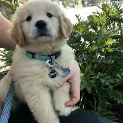 Cute Golden Retriever puppies available