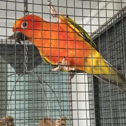 Sun Conure
