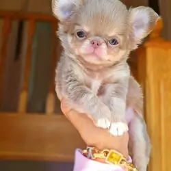 chihuahua puppies