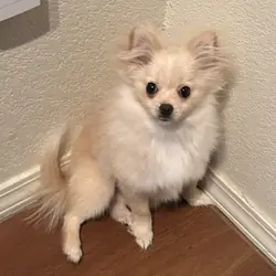 Pomchi Puppy: Kaia