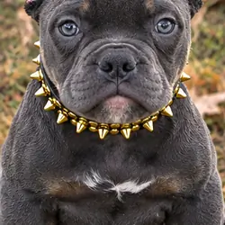 American Bully Puppy