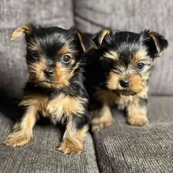 yorkie puppies