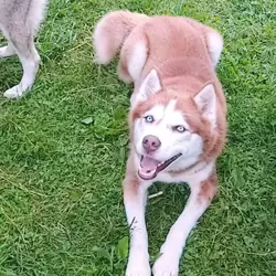 Male siberian husky