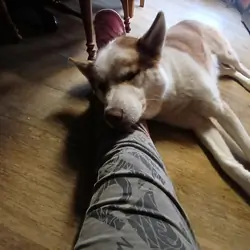 Siberian huskie