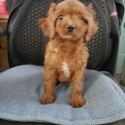 Cavapoo Puppies