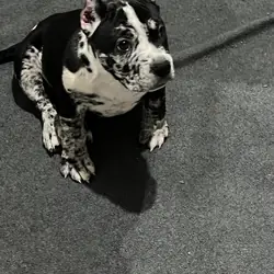 Puppies