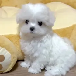 Maltese puppies