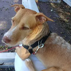 Pet