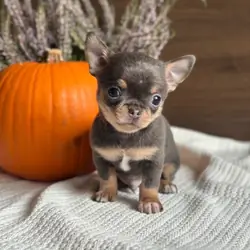 chihuahua puppies