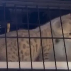 2 Female Seal Mink Spotted Bengal kittens