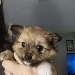 POMMILLON PUPPIES READY 10/30/2026