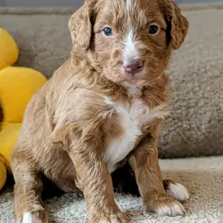 Standard Aussiedoodle Puppies
