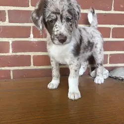 Red Merle Aussiedoodle Puppy