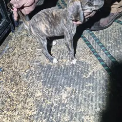 Walker/plott puppies