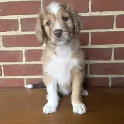 Red Merle Aussiedoodle Puppy (2)