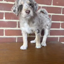 Red Merle Aussiedoodle Puppy (3)