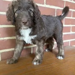 Brown Aussiedoodle Puppy