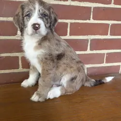 Male Red Merle Aussiedoodle Puppy