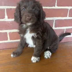 Aussiedoodle Puppy