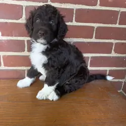 Brown Female Aussiedoodle Puppy