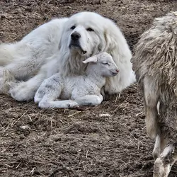 Great Pyrenees Puppies