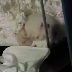 Syrian hamster (female)
