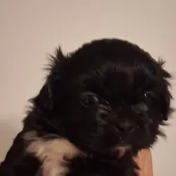 Female Shih Tzu Puppies