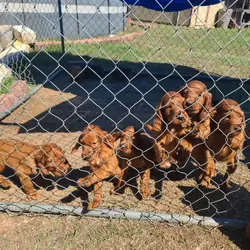 Irish setter puppies