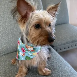Male neutered Yorkie
